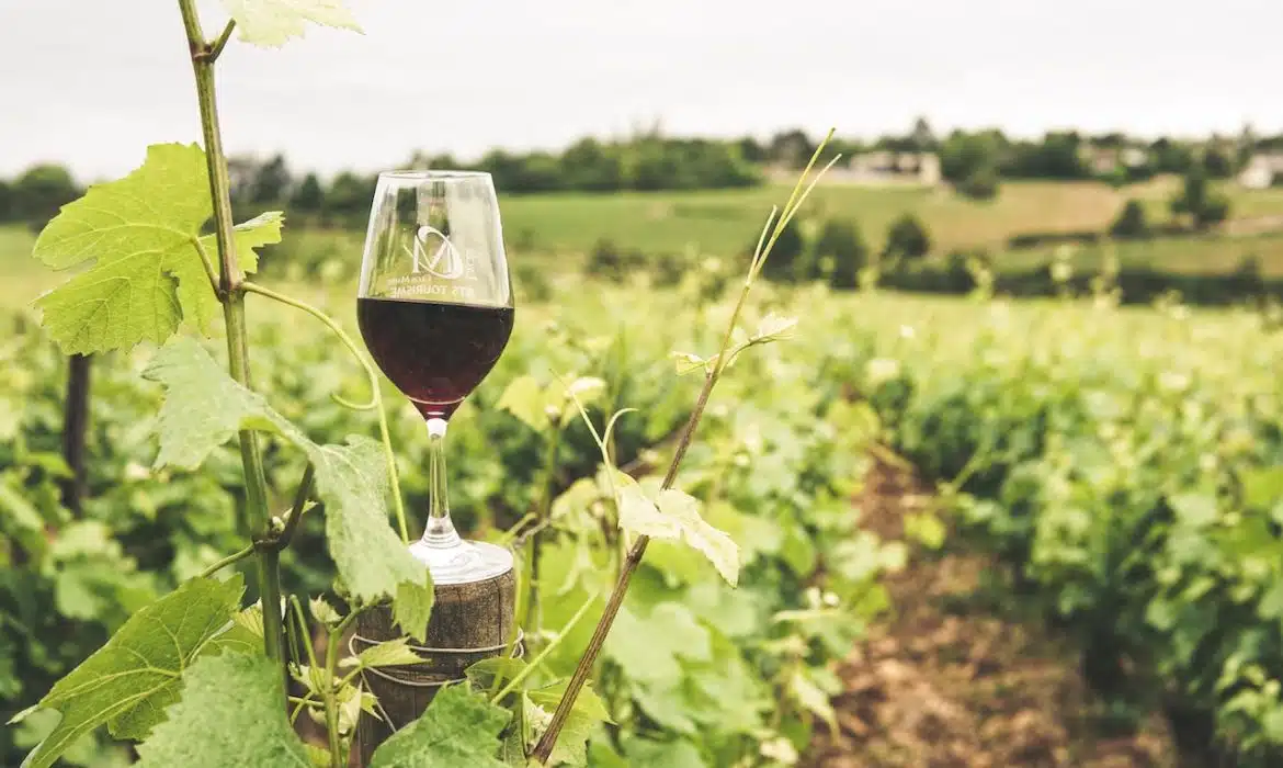 Où investir dans le vin en 2020 ?